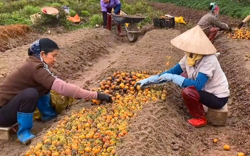 Chuẩn bị đất và luống ươm cây cau