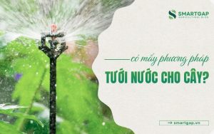 có mấy phương pháp tưới nước