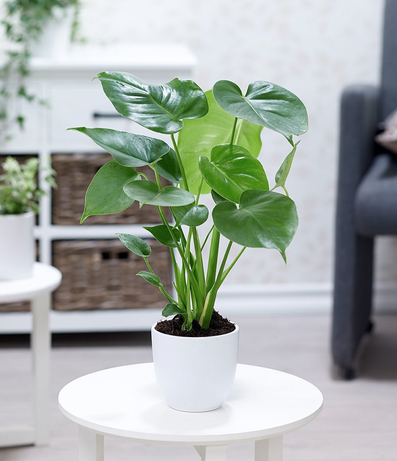 Công dụng của cây lỗ tai Phật trong đời sống