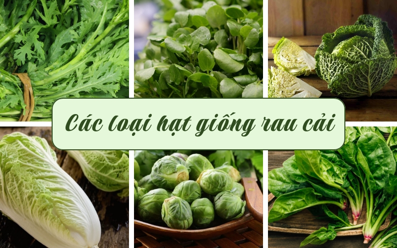Đặc điểm chung của hạt giống rau cải các loại