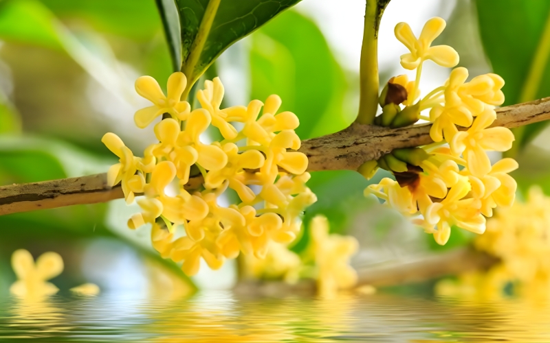 Đặc điểm của cây mộc hương hoa vàng