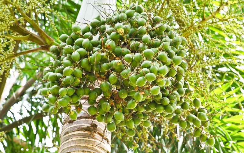 Đặc điểm của cây cau