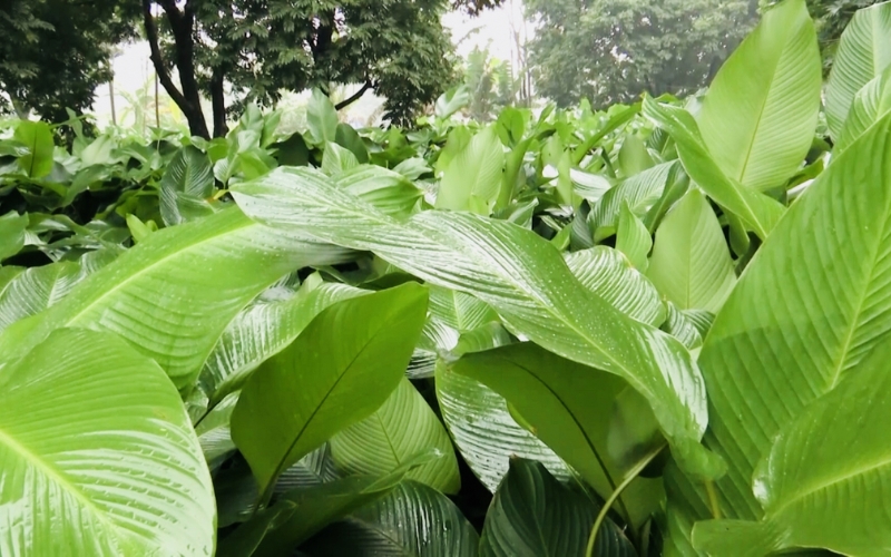 Đặc điểm hình thái của cây lá dong