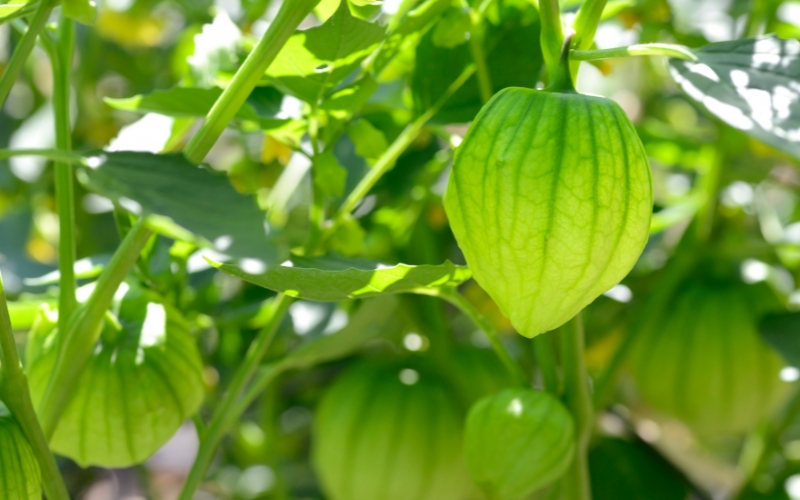 Đặc điểm sinh học của cà chua tomatillo