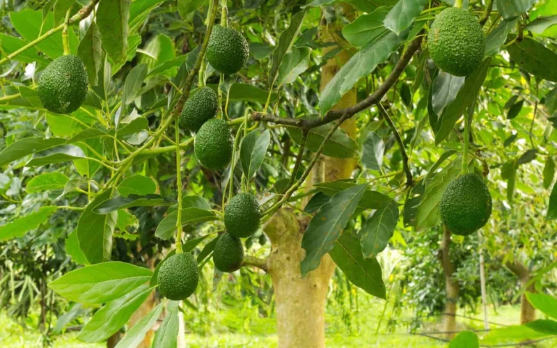 Đặc điểm sinh trưởng của cây bơ