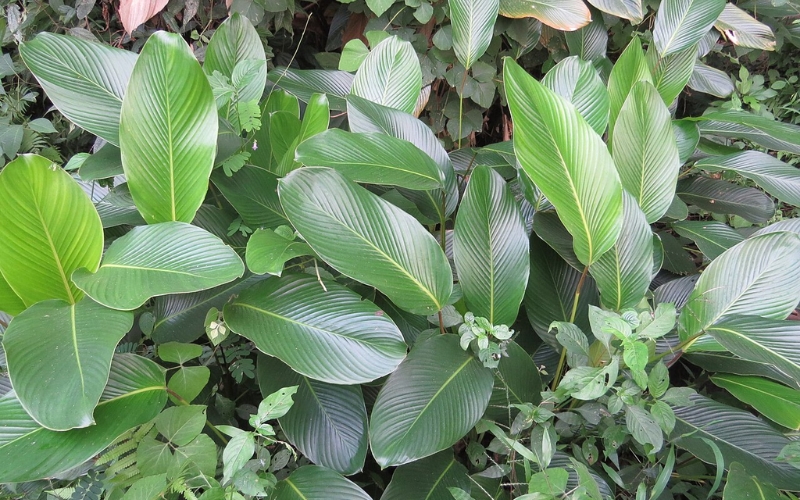 Đặc điểm sinh trưởng của cây lá dong