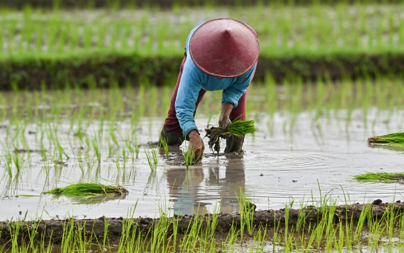 Điều kiện canh tác lúa tại miền Bắc