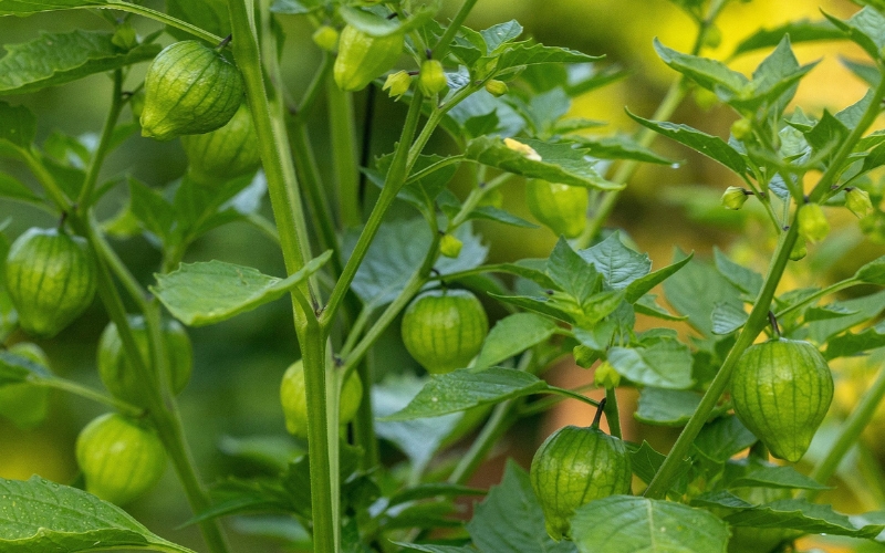 Điều kiện sinh trưởng của tomatillo