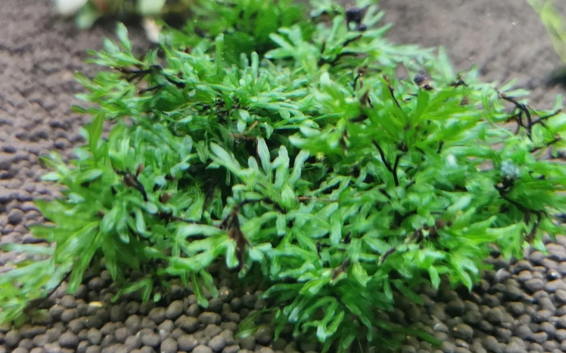 Dương xỉ bàn tay (Crepidomanes malabaricum)