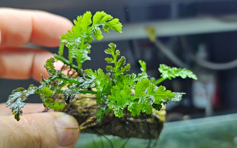 Dương xỉ châu Phi lá nhọn (Bolbitis cuspidata)
