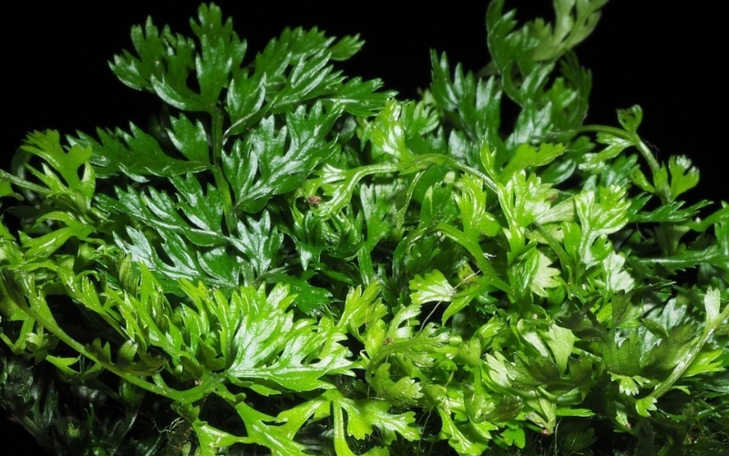 Dương xỉ châu Phi lùn (Bolbitis difformis)