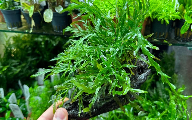 Dương xỉ châu Phi mini (Bolbitis heudelotii ‘Mini’)
