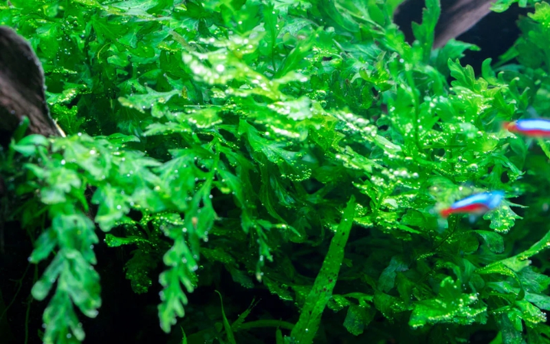Dương xỉ châu Phi (Bolbitis heudelotii)