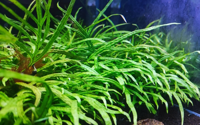 Dương xỉ Java Fork Leaf (Microsorum pteropus ‘Fork Leaf’)