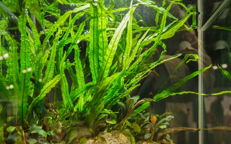 Dương xỉ Java lá hẹp (Microsorum pteropus ‘Narrow Leaf’)