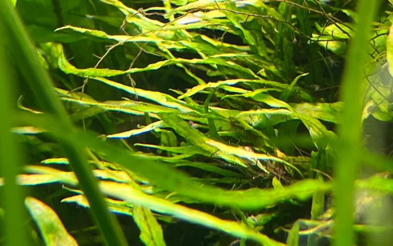 Dương xỉ Java lá kim (Microsorum pteropus ‘Needle Leaf’)