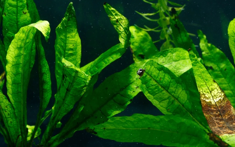 Dương xỉ Java lá to (Microsorum pteropus ‘Broad Leaf’)