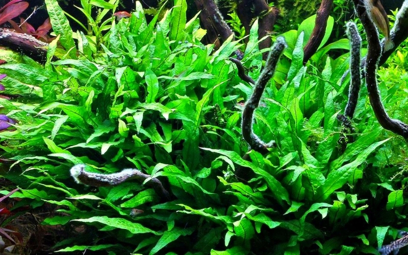 Dương xỉ Java Philippine (Microsorum pteropus ‘Philippine’)