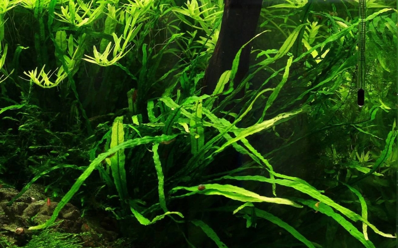 Dương xỉ Java Taiwan (Microsorum pteropus ‘Taiwan’)