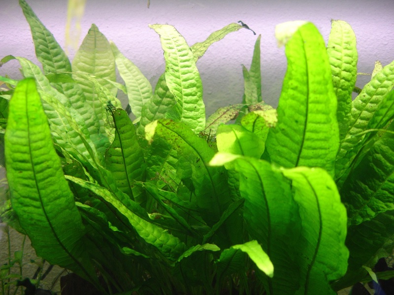 Dương xỉ Java thường (Microsorum pteropus)