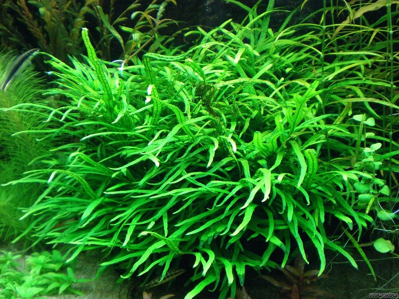 Dương xỉ Java Trident (Microsorum pteropus ‘Trident’)