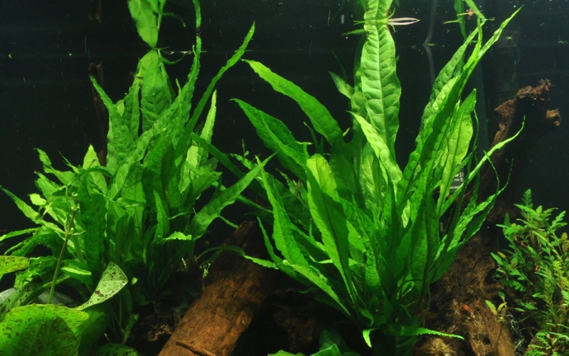 Dương xỉ Java Tropica (Microsorum pteropus ‘Tropica’)
