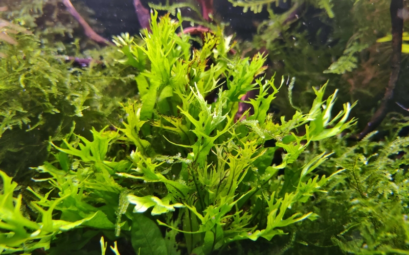Dương xỉ Java Windelov (Microsorum pteropus ‘Windelov’)