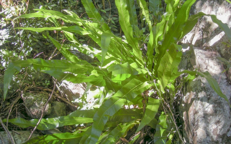 Dương xỉ lá đốm (Microsorum punctatum)