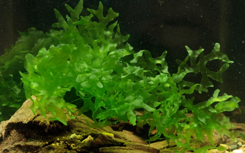 Dương xỉ lá nho (Lomariopsis lineata)