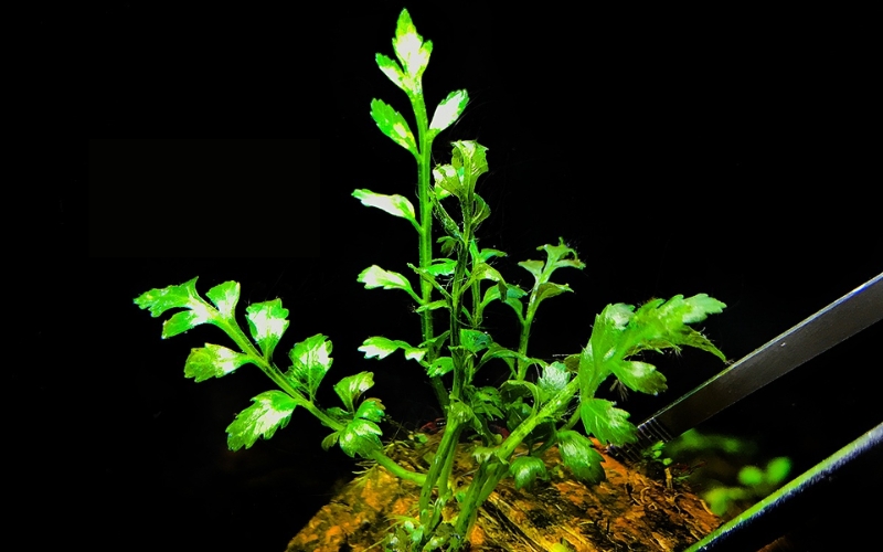 Dương xỉ lá ổi (Bolbitis heteroclita)