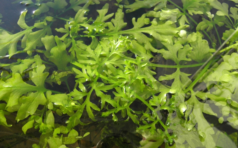 Dương xỉ lá xẻ (Ceratopteris cornuta)