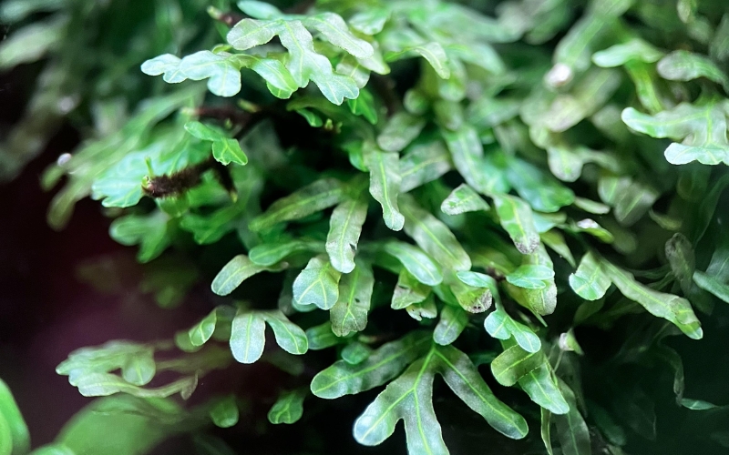 Dương xỉ màng (Crepidomanes brevipes)