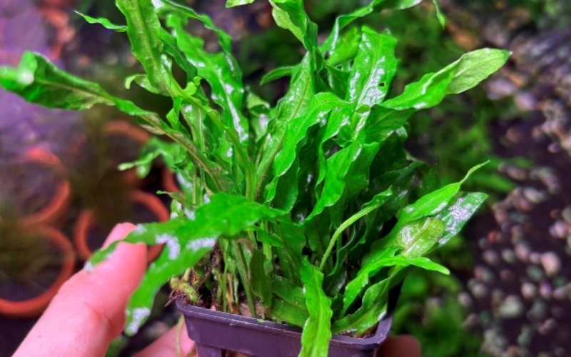 Dương xỉ mỹ nhân (Microsorum pteropus 'Nymph’)