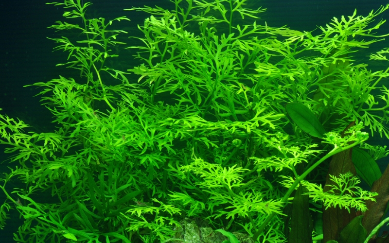 Dương xỉ nước (Ceratopteris thalictroides)