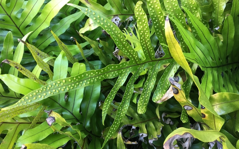 Dương xỉ sừng hươu (Microsorum scolopendria)