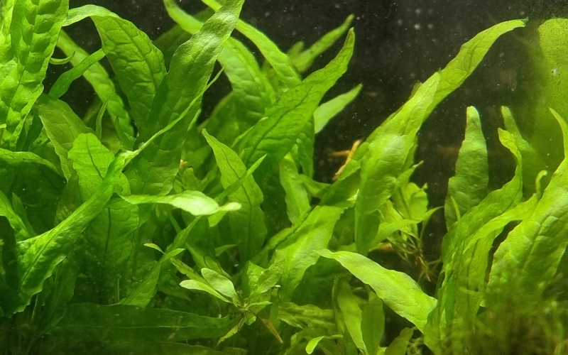 Dương xỉ Thor (Microsorum pteropus 'Thor')