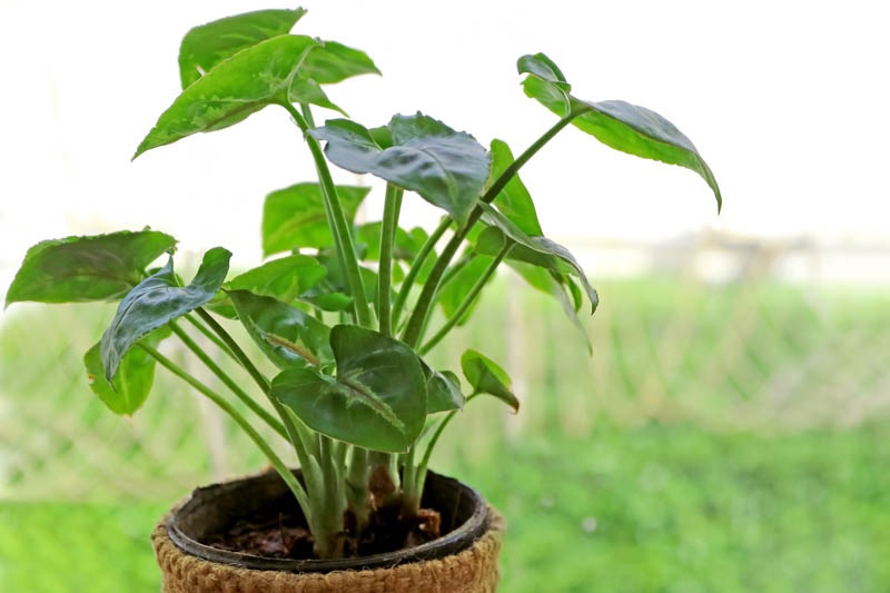Giá cây tai Phật bao nhiêu tiền