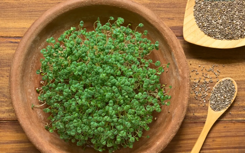 Giá trị dinh dưỡng của rau mầm hạt chia