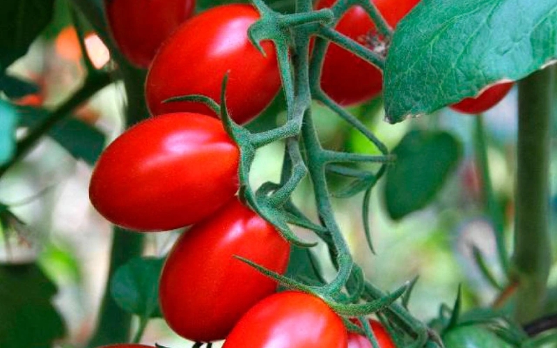 Giống cà chua sugar cherry