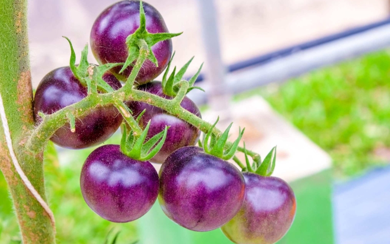 Giống cà chua tím