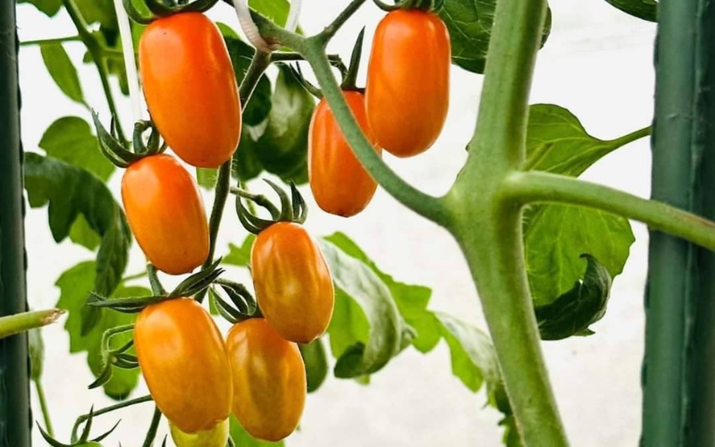 Giống cà chua trái cây NOVA (Đài Loan)