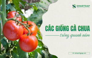 giống cà chua trồng quanh năm