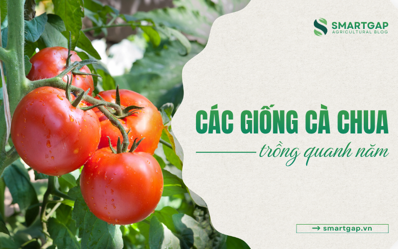 giống cà chua trồng quanh năm