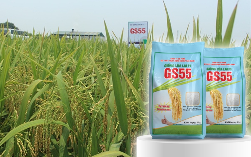 Giống lúa lai GS55