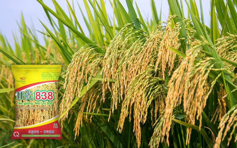 Giống lúa lai Nhị Ưu 838