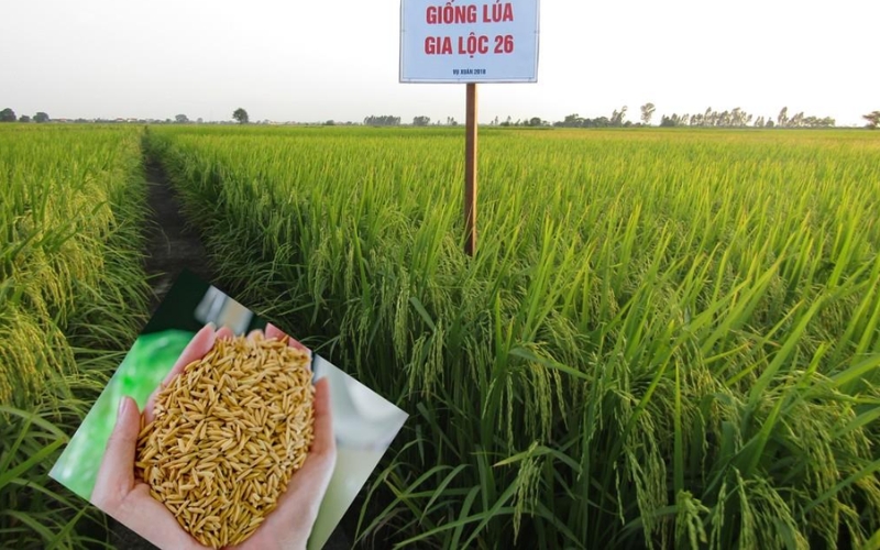 Giống lúa thuần Gia Lộc 26