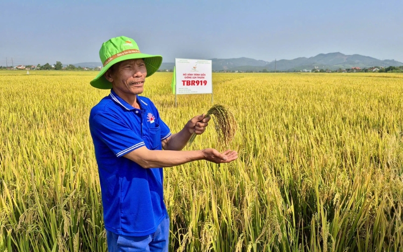 Giống lúa thuần TBR919