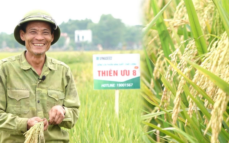 Giống lúa thuần Thiên Ưu 8