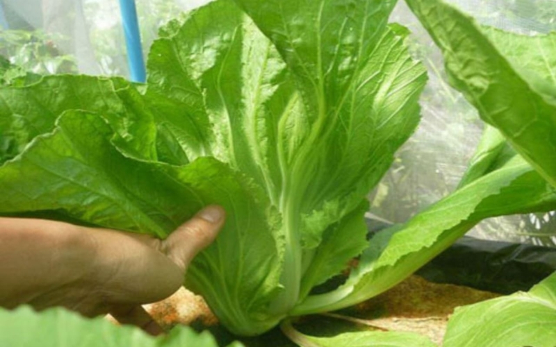 Hạt giống cải bẹ dưa