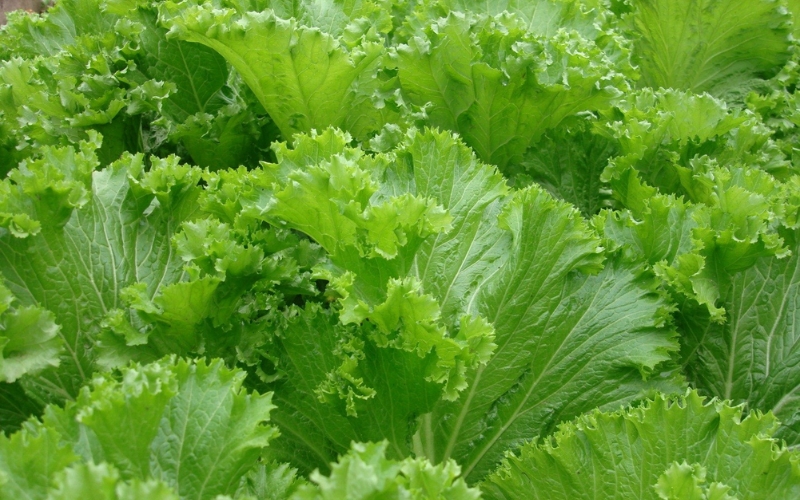 Hạt giống cải bẹ mào gà